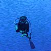 Diver in Fish School