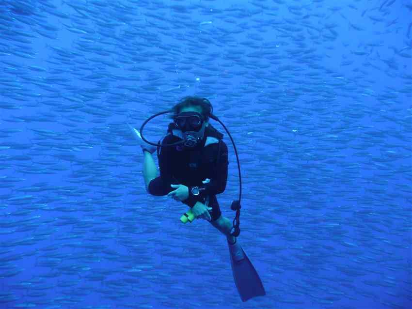 Diver Surrounded by Bait Fish
