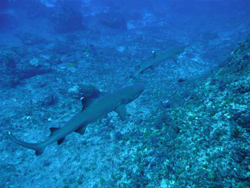 Whitetip Sharks