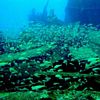 Huge school of goatfish