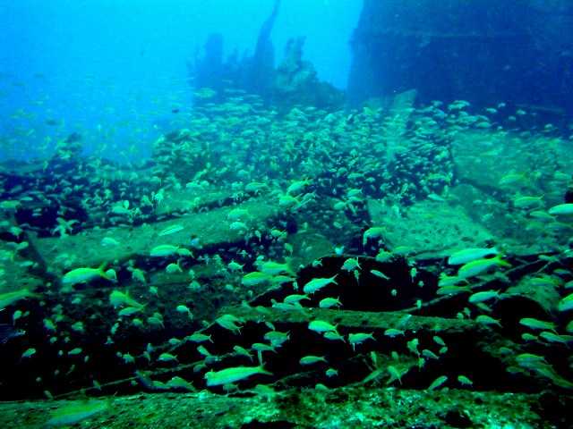 Goatfish School on the shipwreck Shoun
