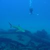 Diver with spadefish on shipwreck