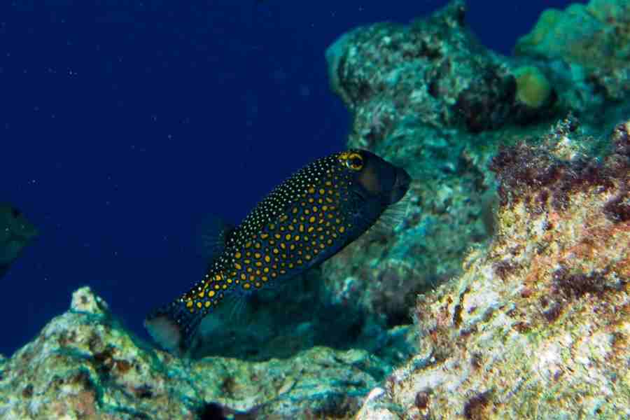 Trunkfish Hovering at Coral Gardens