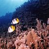 Butterflyfish at Tabletop