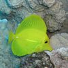 Yellow Tang