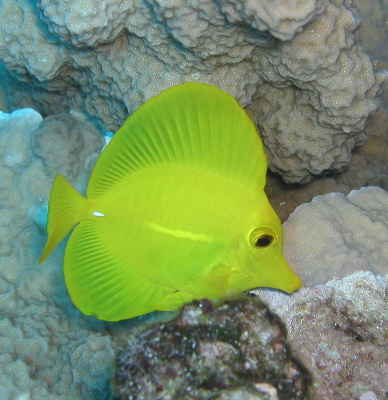 Photo-Yellow Tang