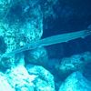 Trumpetfish in the rocks
