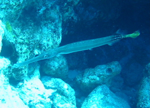 Photo-A Trumpetfish