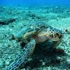 Closeup of a Green Turtle