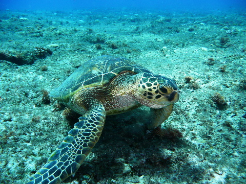 Photogenic Green Turtle