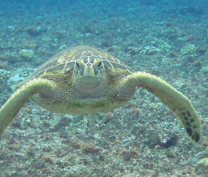 Green turtle in the way