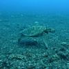 Green Turtle Looking for a Good Eating Spot