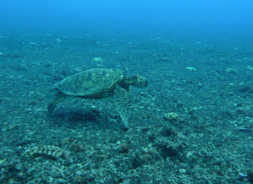 Green Turtle looking for food