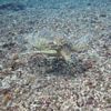 A Green Turtle Feeding on Algae