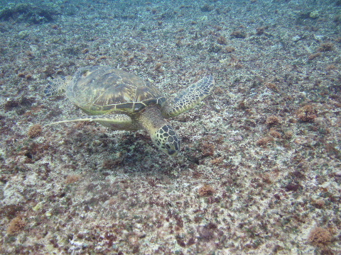 Green Turtle Feeding