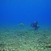 A Green Turtle and a Diver