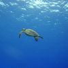 A Green Turtle Coming Up for Air