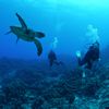Turtle and Divers