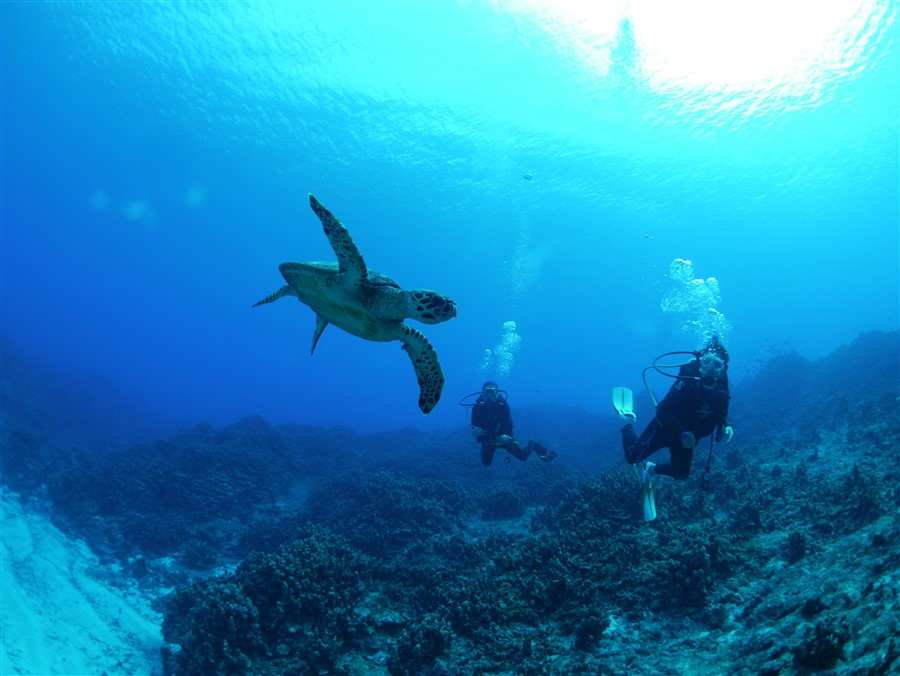 Turtle and Divers
