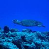 Hawksbill Turtle