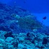Hawksbill Turtle Up Close