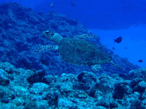 Hawksbill turtle close encounter
