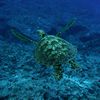 Green Turtle