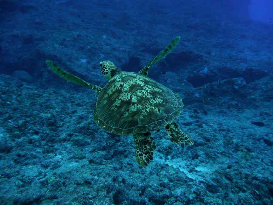 Green Turtle Swimming Away