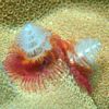 Christmas Tree Worm
