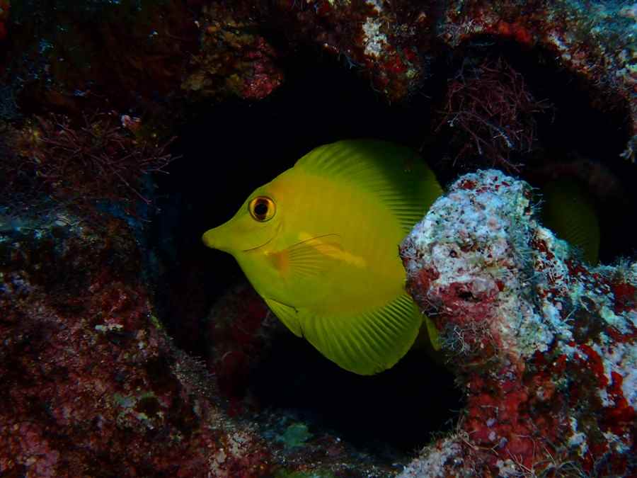 Single Yellow Tang