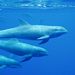 Melon-headed whales looking at snorkelers