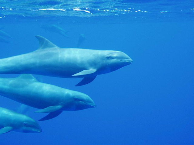 Melon-headed whales