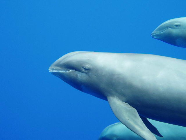 Melon-headed whales