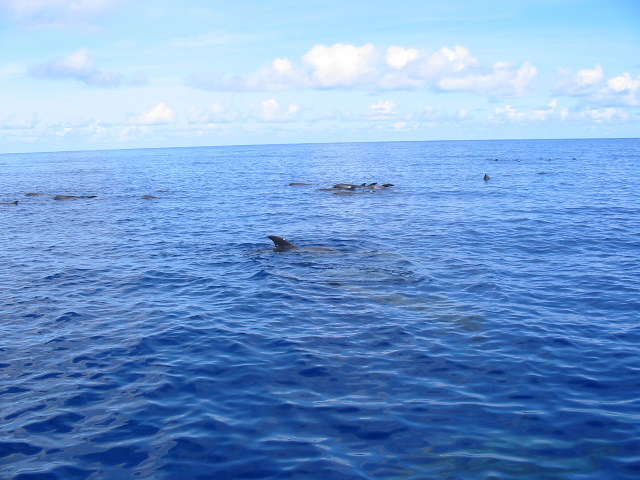 Melon-headed whales on the surface