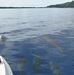 Melon-headed whales swimming in front of the boat