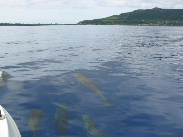 Melon-headed whales in front of the boat