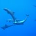 Melon-headed whales just having fun