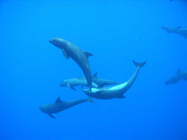 Melon-headed whales doing underwater acrobatics