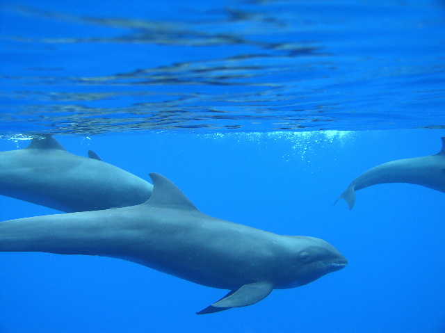 Melon-headed whales cruising by