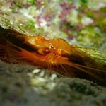 Electric Flame Scallop at Pearlman Tunnel