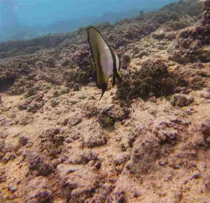 Junvenile Spade Fish Photo